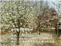 南阳红玉兰/南阳苗木繁育基地 供应信息