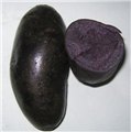 优质黑土豆种子 黑金刚供应批发  外形与普通土豆无异，是采用杂交育种育 图片
