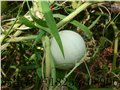 鸡蛋葫芦种子 观赏葫芦种子新品种      葫芦长得和鸡蛋一个模样,你 图片