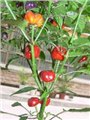 食用和盆栽观赏俱佳 南瓜椒种子 图片