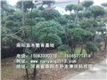 南阳栾树基地/南阳苗木繁育基地 供应信息