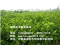 南阳杜仲/南阳苗木繁育基地 供应信息