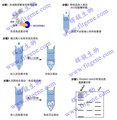 免疫沉淀（Immunoprecipitation，IP）實驗技術服務 圖片