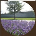 2019年荷兰花卉展/荷兰园艺展/荷兰花卉种植展 图片