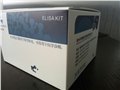 610004牛胰岛素(INS)定量检测试剂盒（ELISA） 图片