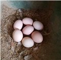 善圆满土鸡蛋,土鸡等农副产品(山林散养,纯粮喂养,自然成长) 图片