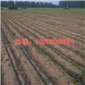 红萝卜滴灌种植技术视频 图片