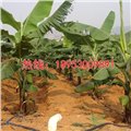 香蕉灌溉设备 图片