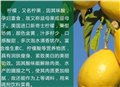 广州百森水果加盟电话官网下载 图片