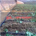 温室草莓滴灌铺法 图片