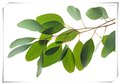 桉树叶提取物 10:1 20:1 1公斤起订 多种提取规格 图片