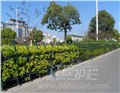 三明市花坛护栏，小区围栏 图片