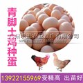 青脚土鸡种蛋，批发价格/受精率高/孵化率高 图片