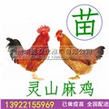 灵山麻鸡苗品种/公鸡羽毛鲜红，桂香鸡苗，厂家批发价格 图片