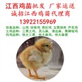 厂家全省运送，江西鸡苗批发，江西鸡苗市场孵化场土鸡苗价格 图片