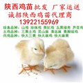 厂家全省运送，陕西鸡苗批发，价格优惠，陕西鸡苗市场孵化场土鸡苗价格 图片