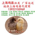 厂家全省运送，上海鸡苗批发，上海鸡苗市场孵化场土鸡苗价格 图片