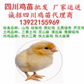 厂家全省运送，四川鸡苗批发，四川鸡苗市场孵化场土鸡苗价格 图片