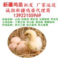 厂家全省运送，新疆鸡苗批发，新疆鸡苗市场孵化场土鸡苗价格 图片