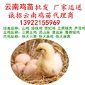 厂家全省运送，云南鸡苗批发，云南鸡苗市场孵化场土鸡苗价格 图片