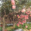 矮化红富士苹果苗1公分 图片