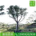 湖南树形美丽香樟，湖南20公分全冠香樟 图片