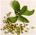 择子/平顺食品 供应信息