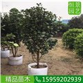 贵州茶花灌木植物，贵州茶花基地在哪 图片