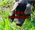 深泽县黑猪多少钱-润亚养殖 供应信息
