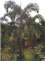 四川狐尾椰子货源齐全，四川狐尾椰子5米高度 图片
