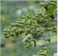 散装花椒价格/大樱桃苗木种植 供应信息
