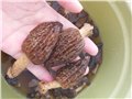 羊肚菌泡发方式营养价值珍贵菌类/素食记 供应信息