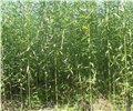 山东竹柳批发/峻峰生态农场 供应信息