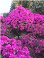 重庆紫花三角梅盆栽订购，重庆紫花三角梅花多茂盛 图片