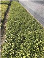 湖北鴛鴦茉莉四季不間斷開(kāi)花，湖北15cm鴛鴦茉莉苗 圖片