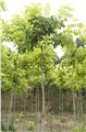 青州金叶复叶槭 图片