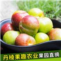 半边红李子价格/丹棱县果趣农业 供应信息