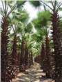 安徽合肥6米老人葵供应商，老人葵四季常青树 图片