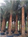 福建中东海枣杆高4米，厦门中东海枣价格 图片