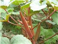 杂交一代红秋葵种子 济南保健蔬菜种子 图片