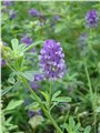 进口紫花苜蓿种子 图片