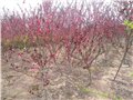 潍坊红叶碧桃种植基地大量供应红叶碧桃树苗 图片