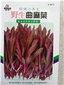 野生曲麻菜种子 延年益寿的山野菜 图片