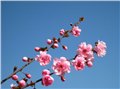 潍坊美人梅种植基地大量供应美人梅树苗 图片