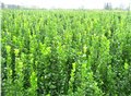 潍坊北海道种植基地大量供应北海道树苗 图片