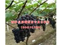 新疆弗雷/绥中县星原葡萄苗木 供应信息