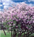 落叶灌木 紫丁香 含笑球 日本樱花树 珍珠梅 栀子花 美人梅 图片