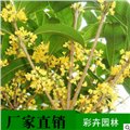 桂花树苗采购/成都彩卉园林 供应信息