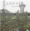 成都盆景厂家/成都彩卉园林 供应信息