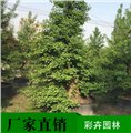 银杏树苗厂家/成都彩卉园林 供应信息
